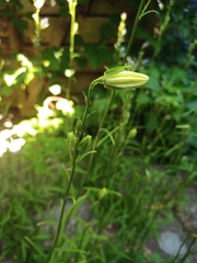Campanula persicifolia
