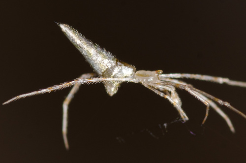 Cobweb spiders photo 2