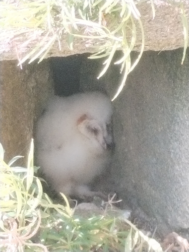 Tyto alba photograph by the iNaturalist community