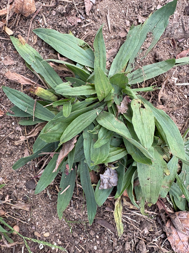 Plantago lanceolata observed 2026-10-28