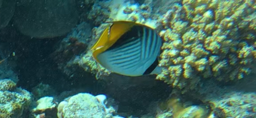 Chaetodon auriga observed 2026-10-28