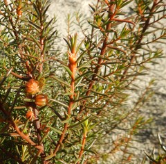 Gyrostemon australasicus