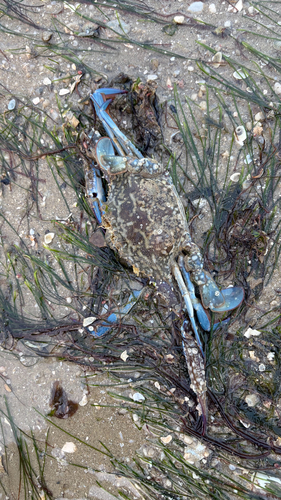 Portunus pelagicus observed 2026-10-28
