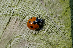 Coccinella septempunctata
