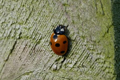 Coccinella septempunctata
