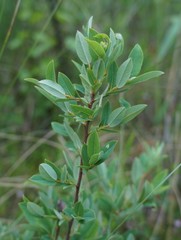 Salix myrtilloides