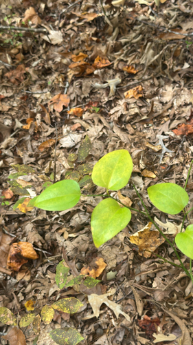 Smilax observed 2026-10-28