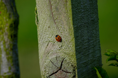 Coccinella septempunctata
