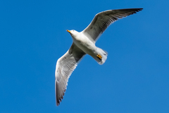 Larus