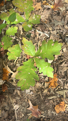 Quercus alba observed 2026-10-28