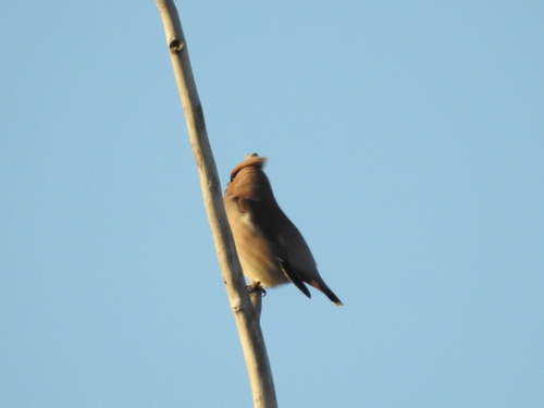 Bombycilla garrulus observed 2026-10-28
