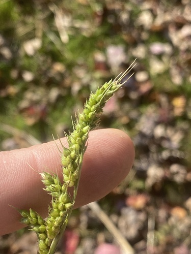 Echinochloa crus-galli observed 2026-10-28