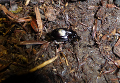 Platynus ovipennis