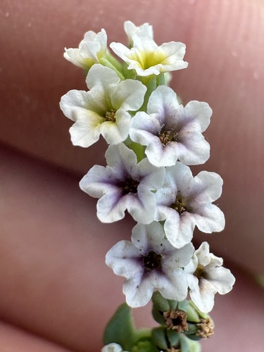 Heliotropium curassavicum observed 2026-10-25