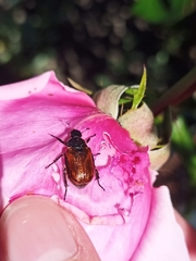 Phyllopertha horticola