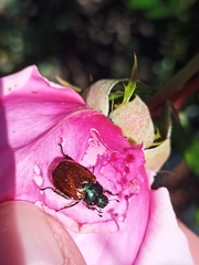 Phyllopertha horticola