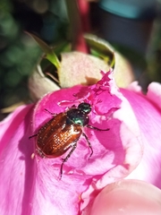 Phyllopertha horticola