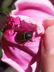 Phyllopertha horticola