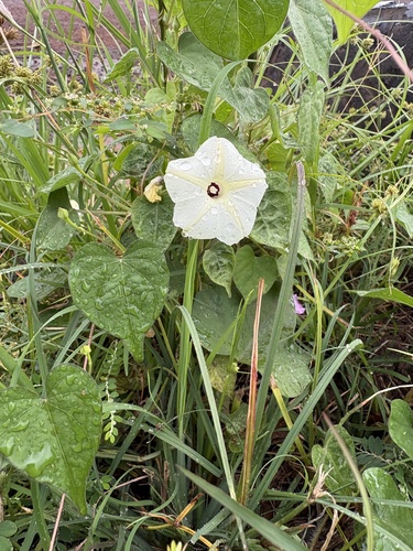 Ipomoea obscura observed 2026-10-24