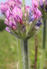 Oxytropis kungurensis