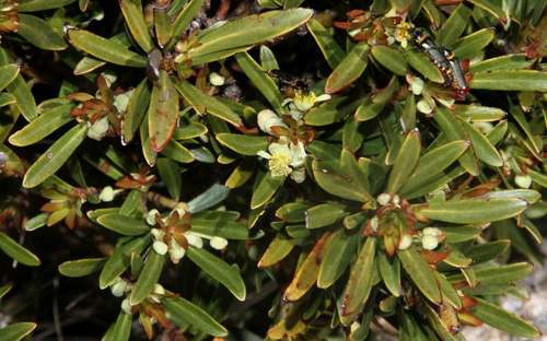 Tasmannia xerophila (Tasmannia xerophila)