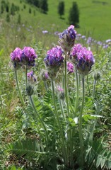 Oxytropis kungurensis