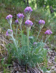 Oxytropis kungurensis