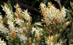 Orites lancifolius