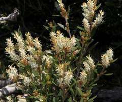Orites lancifolius