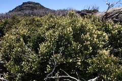Orites lancifolius