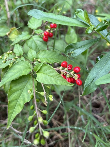 Rivina humilis observed 2026-10-28