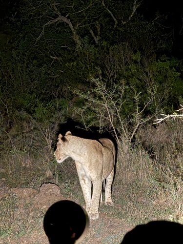 Panthera leo melanochaita photograph by the iNaturalist community