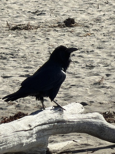 Corvus observed 2026-10-28