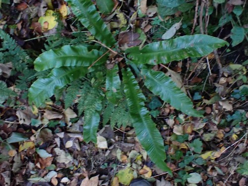 Asplenium observed 2026-10-28