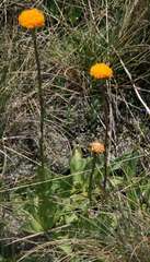 Craspedia aurantia jamesii