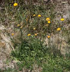 Craspedia aurantia jamesii