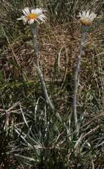 Celmisia pugioniformis