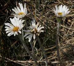 Celmisia pugioniformis