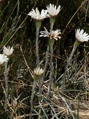 Celmisia pugioniformis