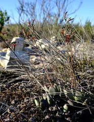Adromischus caryophyllaceus