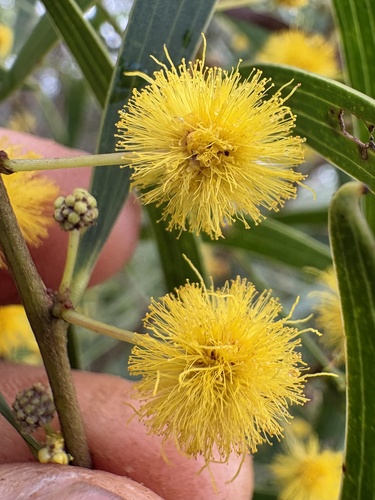 Acacia confusa observed 2026-10-24