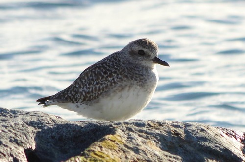 Pluvialis squatarola observed 2026-10-28