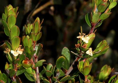 Micrantheum hexandrum (Micrantheum hexandrum)
