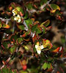 Micrantheum hexandrum