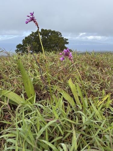 Spathoglottis plicata observed 2026-10-24