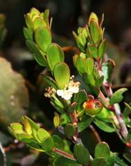 Micrantheum hexandrum