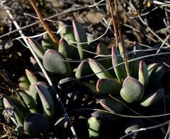 Adromischus caryophyllaceus