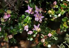 Boronia algida