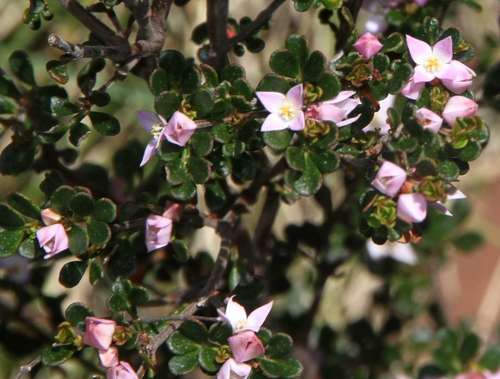 Image of Boronia algida by (c) Russell Best, some rights reserved (CC BY)