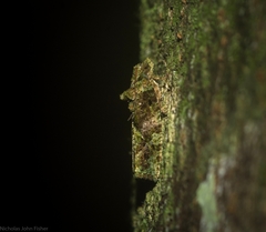 Sorolopha delochlora